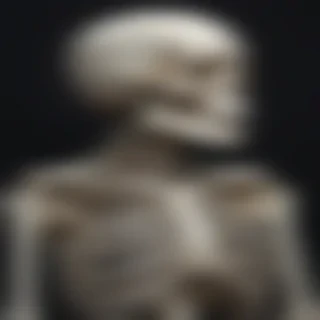 creative skeleton drawing art
