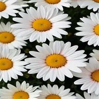 daisy flower wallpaper
