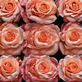 roses background wallpaper