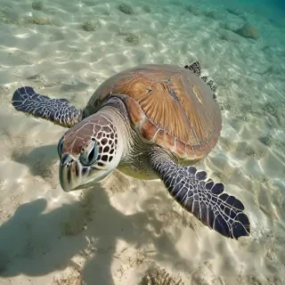sea turtle desktop backgrounds