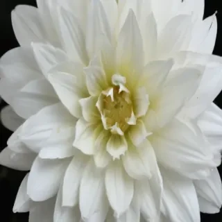 white flower png