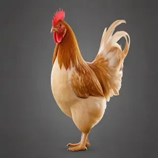 chicken transparent background