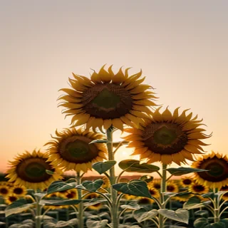 sunflower background
