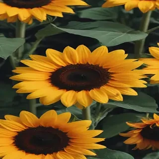 aesthetic sunflower wallpaper