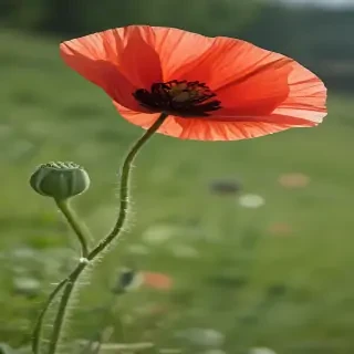 poppy flower