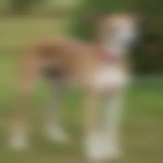greyhound dog breed