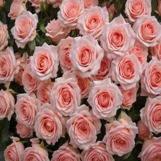 roses in background