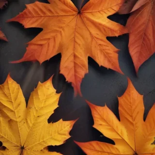 autumn leaves iphone wallpaper