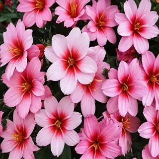 full screen flower wallpaper hd