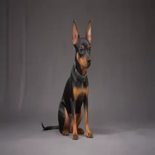 miniature pinscher