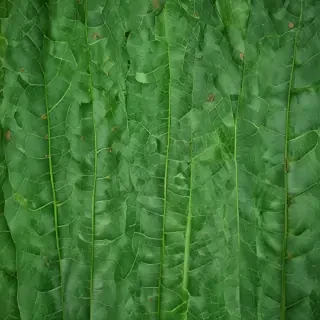 green leaf background