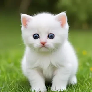 cats wallpapers