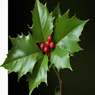 images of holly