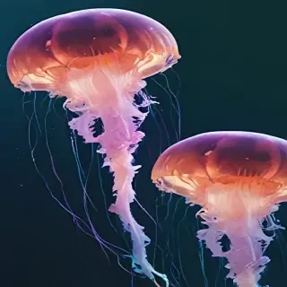 aesthetic jellyfish wallpaper