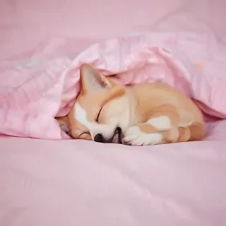 sleeping wallpaper