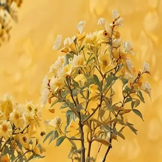 aesthetic yellow bg