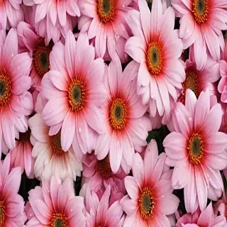 asthetic flower wallpaper