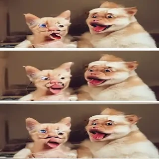 funny photos