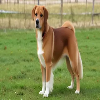 turkish vankedisi breed