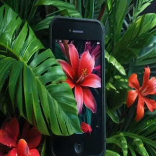 tropical iphone wallpaper