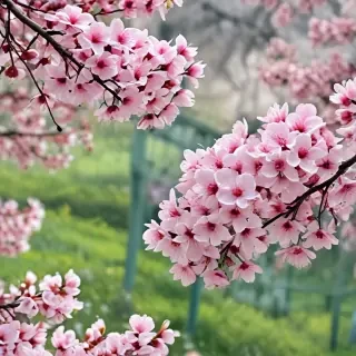 spring wallpaper phone