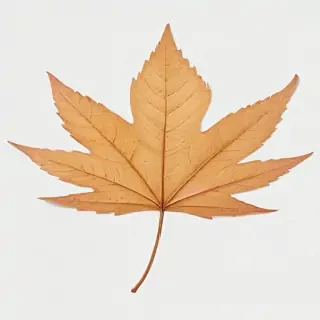 leaf transparent background