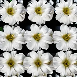white flowers png transparent
