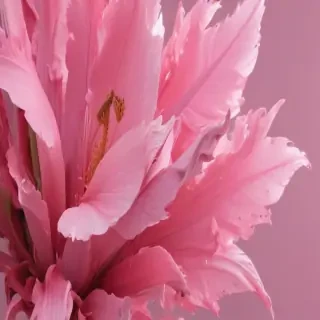 pink wallpaper phone