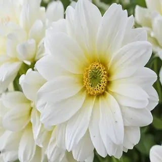 iphone white flower wallpaper