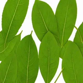 leaf png transparent
