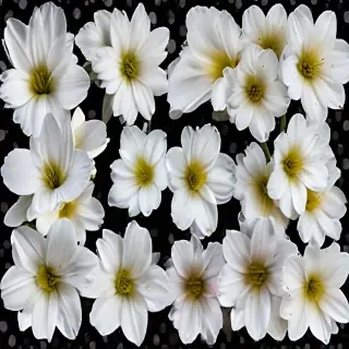 white flowers png transparent