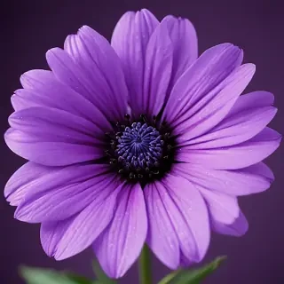 purple flower iphone wallpaper