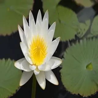 water lily png