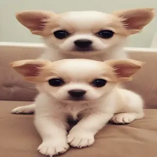 cute and desperate