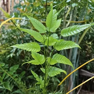 transparent plants