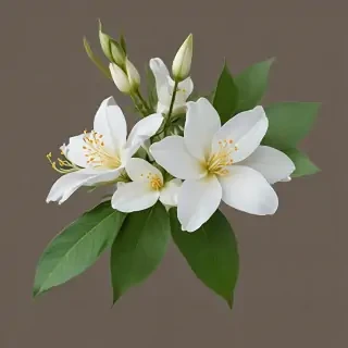 jasmine flower png