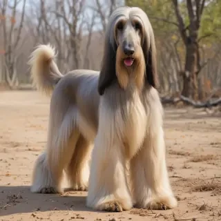 afghan hound dog breed
