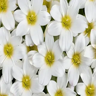 background white flower