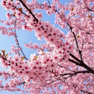 high resolution cherry blossom wallpaper