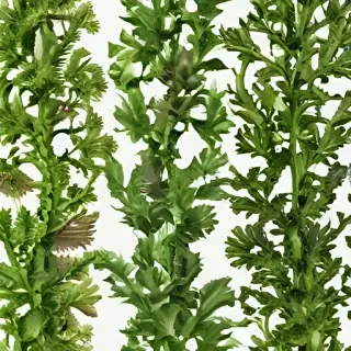 seaweed png