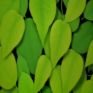 background of leaves