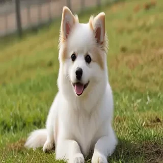 pomanauze dog breed