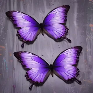 purple butterfly images