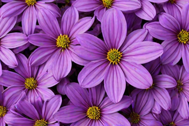purple flowers png