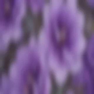purple flowers drawing