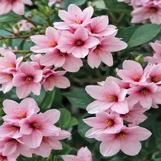 spring wallpaper phone