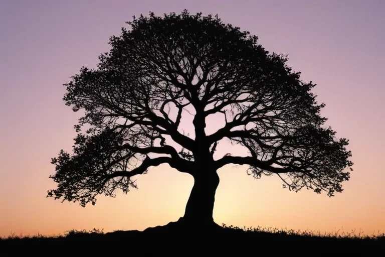 silhouette tree png