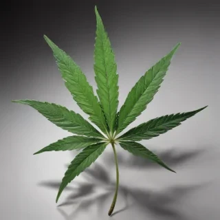 marijuana leaf