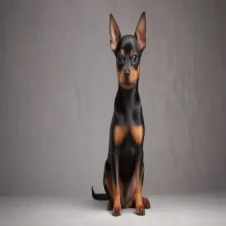 miniature pinscher