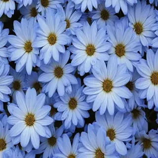 blue flowers aesthetic